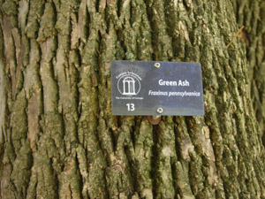 Green ash bark